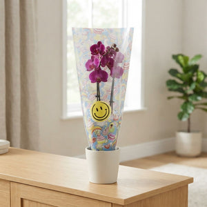 Mixed Phalaenopsis Orchid – 3 Stem, 12cm Pot