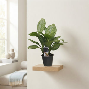 Aglaonema ‘Christina’ Chinese Evergreen – 12cm Pot