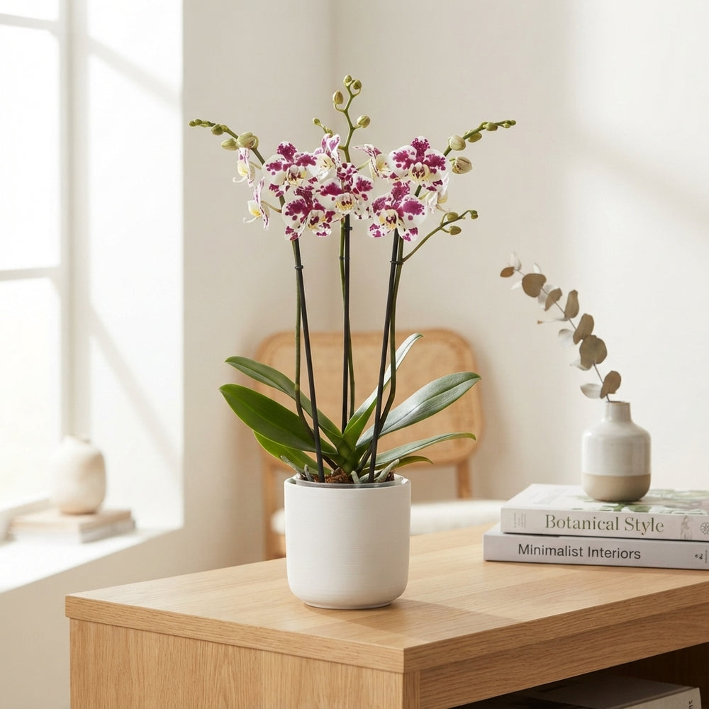 Phalaenopsis Orchid ‘Marrakesh’ – 3 Stem, 12cm Pot