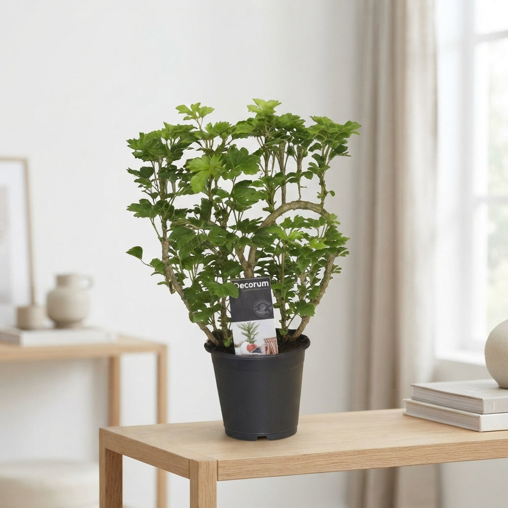 Heart-Shaped Polyscias Ming Aralia – 12cm Pot