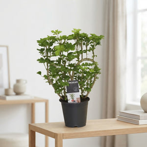 Heart-Shaped Polyscias Ming Aralia – 12cm Pot