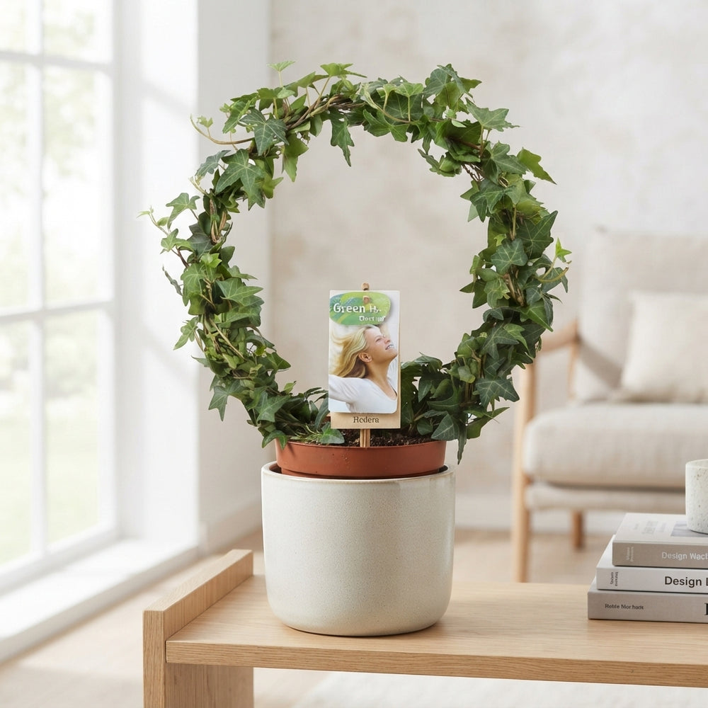 Green English Ivy (Hedera helix) – 13cm Pot