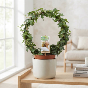 Green English Ivy (Hedera helix) – 13cm Pot