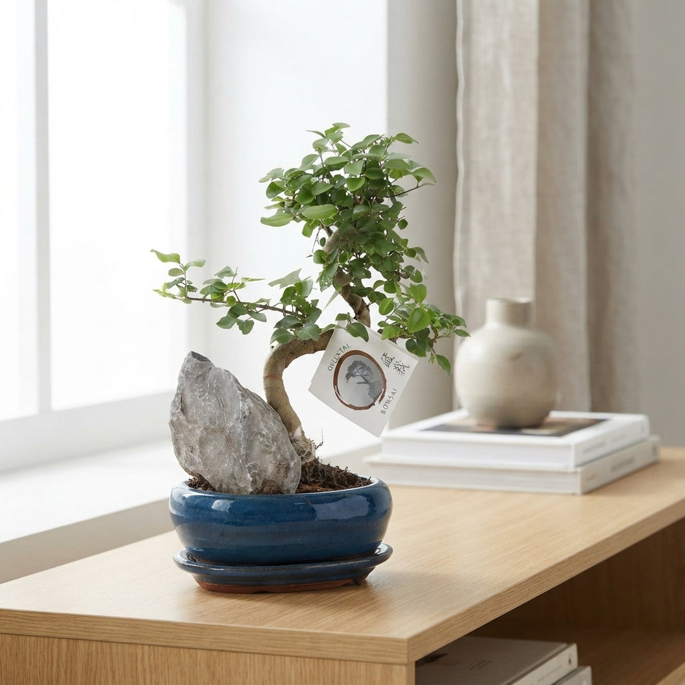 Indoor Bonsai Tree – 16cm Ceramic Pot