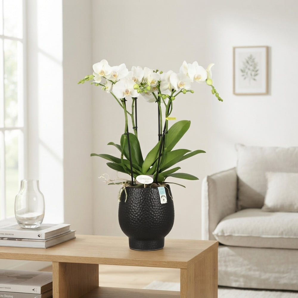 White Phalaenopsis Orchid 'Mathilde' – 15cm Ceramic Pot