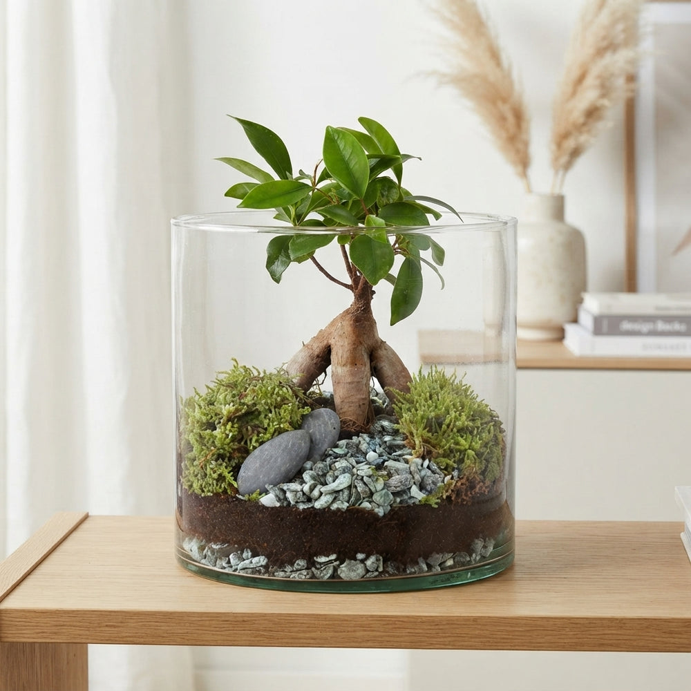 Ficus Ginseng Bonsai (Ficus microcarpa) – 15cm Pot