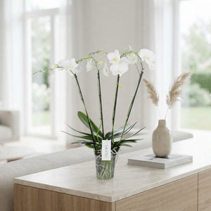 White Phalaenopsis Orchid – 4 Stem, 12cm Pot