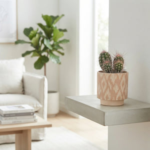Mixed Cactus Collection in Ceramic Pot – 14cm