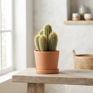 Mixed Cactus Collection – 12cm Pot