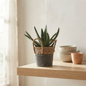Mixed Cactus Collection in Ceramic Pot – 13cm