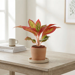 Aglaonema Mixed Variety – 9cm Pot, Approx. 20cm High