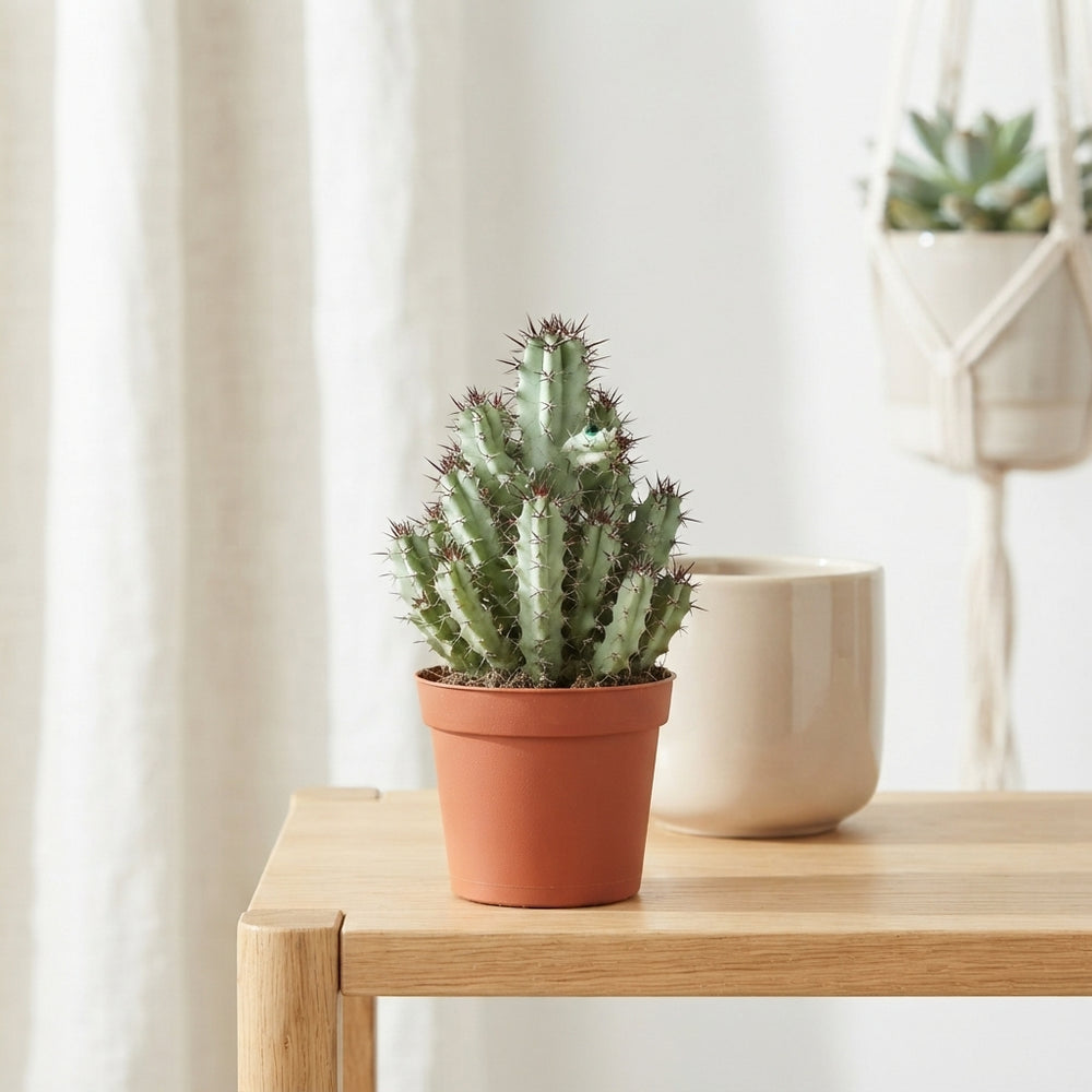 Mixed Cactus Collection – 8.5cm Pots