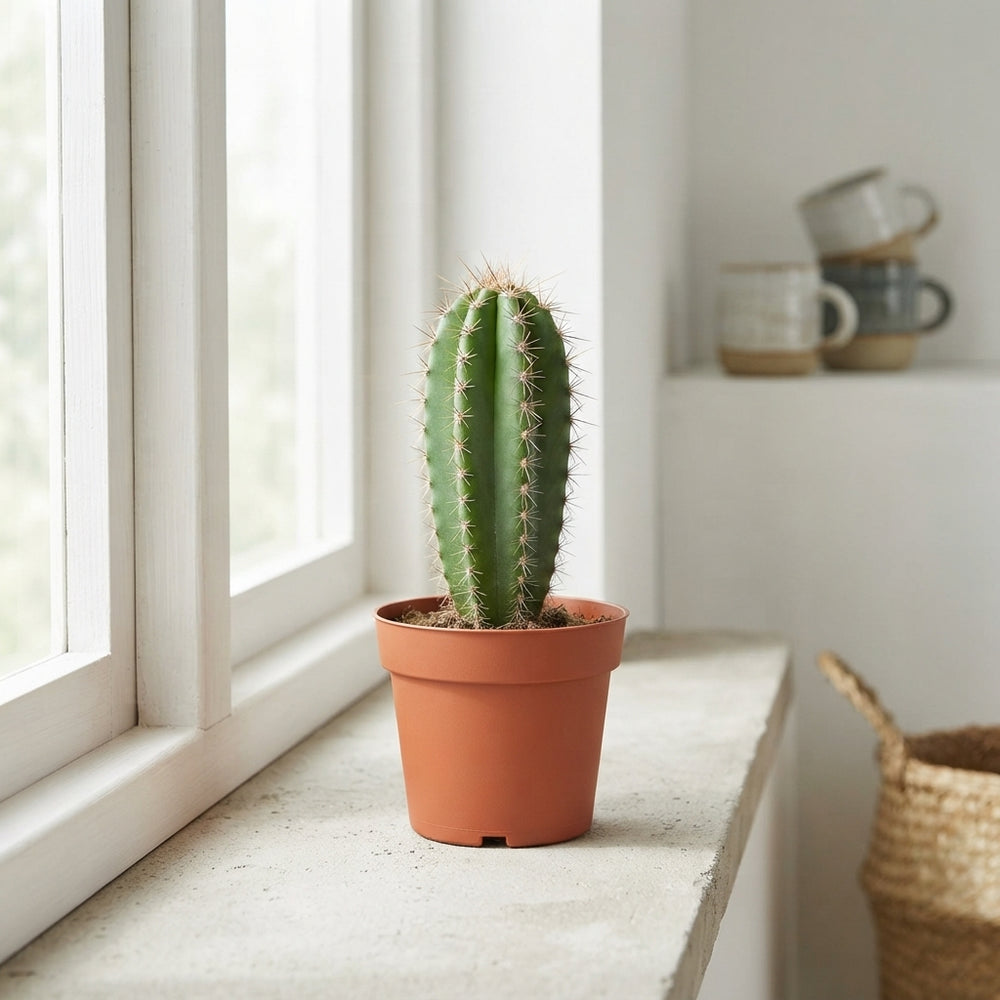 Mixed Cactus Collection – 10.5cm Pot