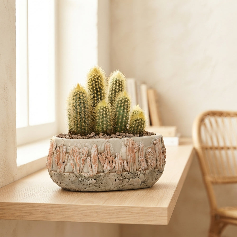 Mixed Cactus Collection in Tacana Ceramic Pot – 22cm
