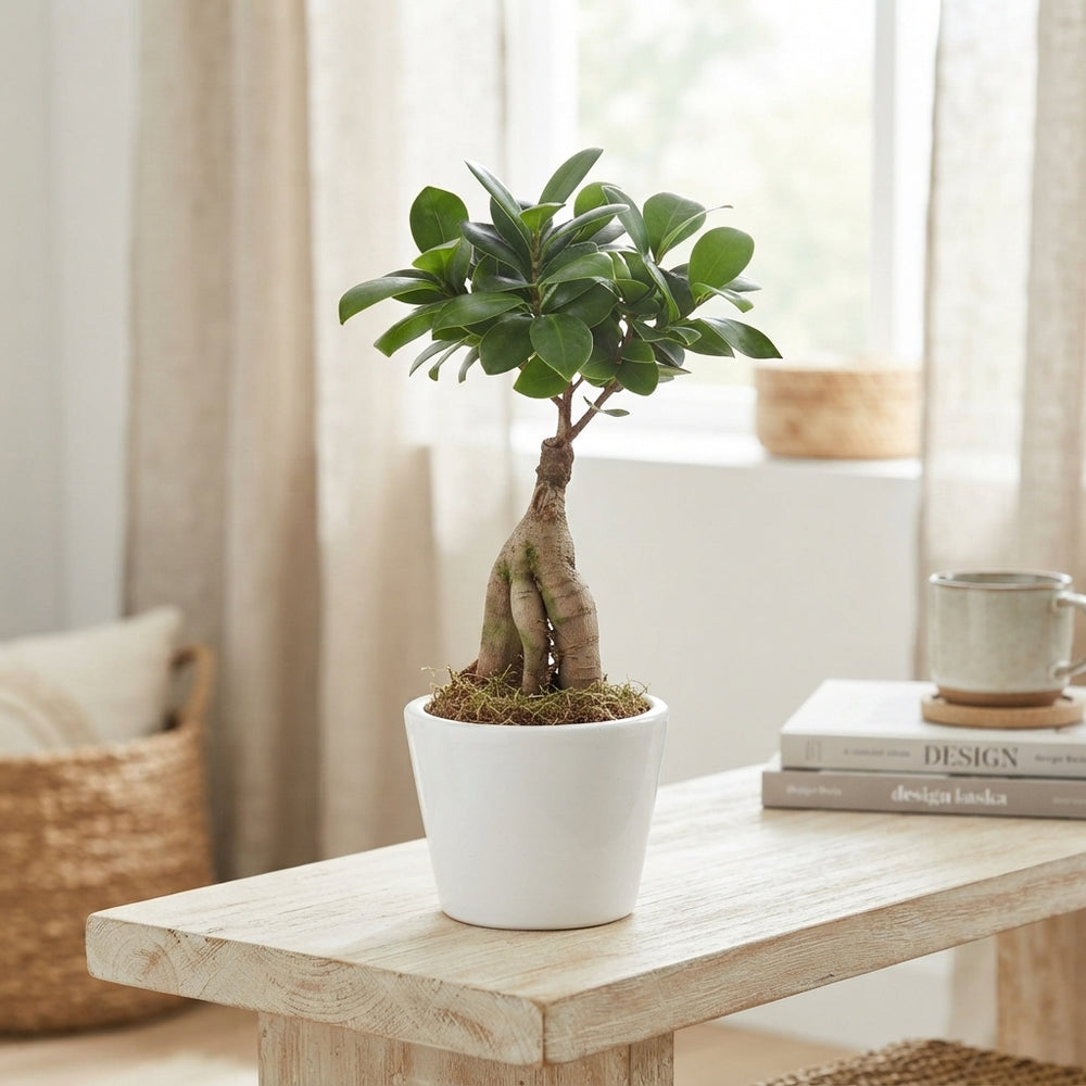 Ficus Ginseng Bonsai – 10cm Ceramic Pot, 30cm