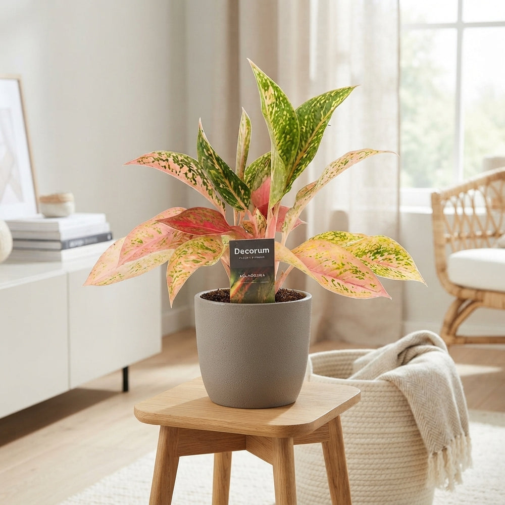 Aglaonema ‘Prestige’ – 12cm Pot, 35cm High