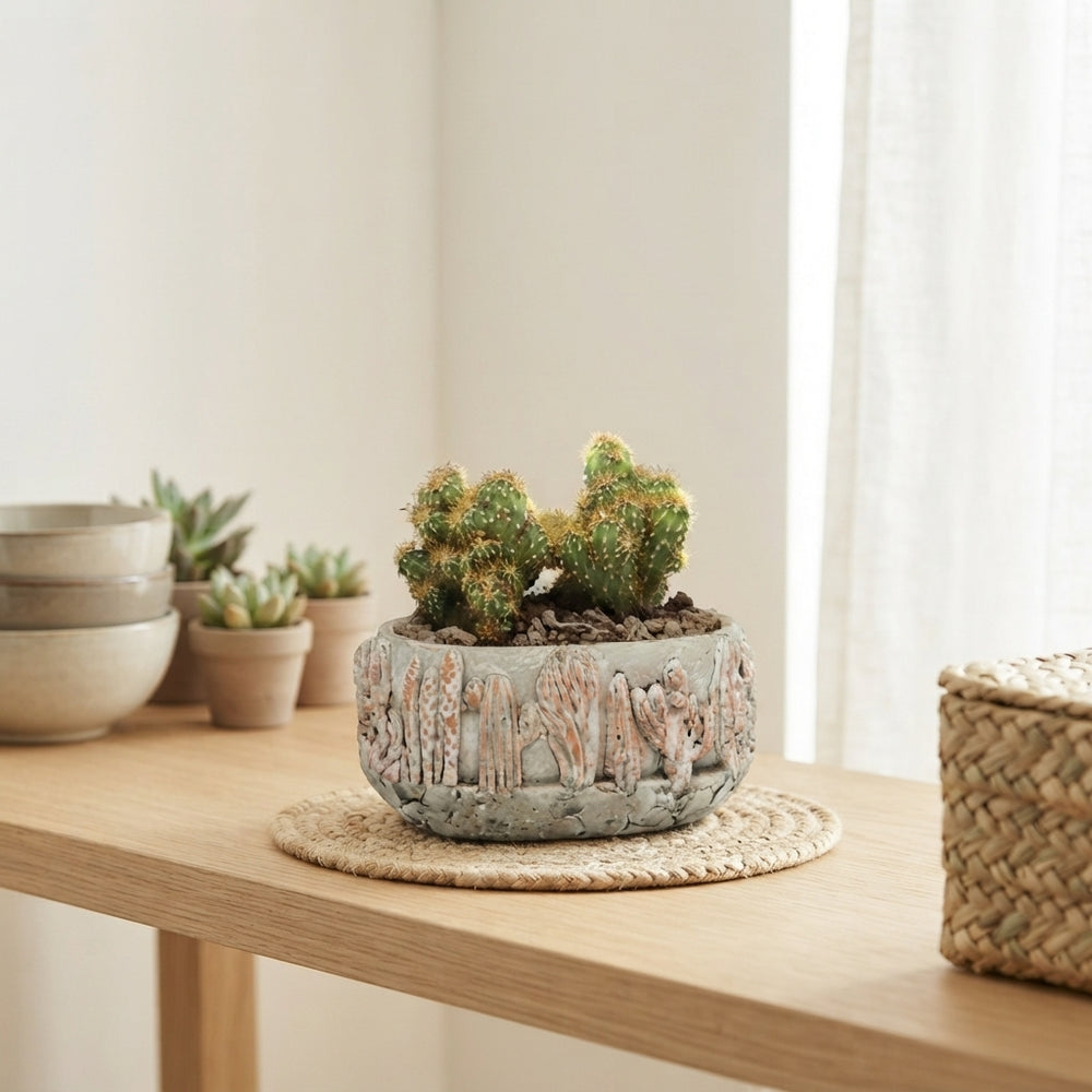 Mixed Cactus Collection in Ceramic Pot – 13cm
