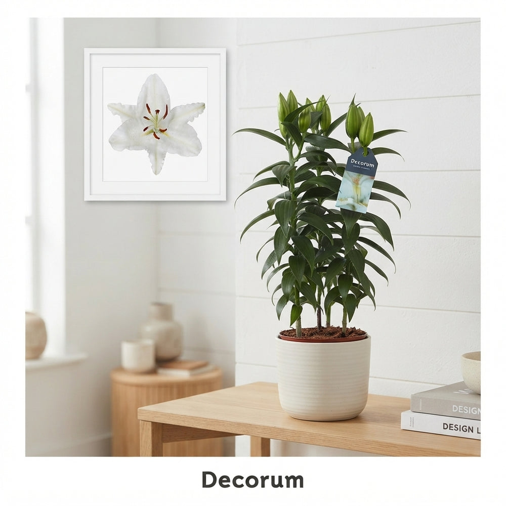 White Oriental Lily (Lilium) – 17cm Pot
