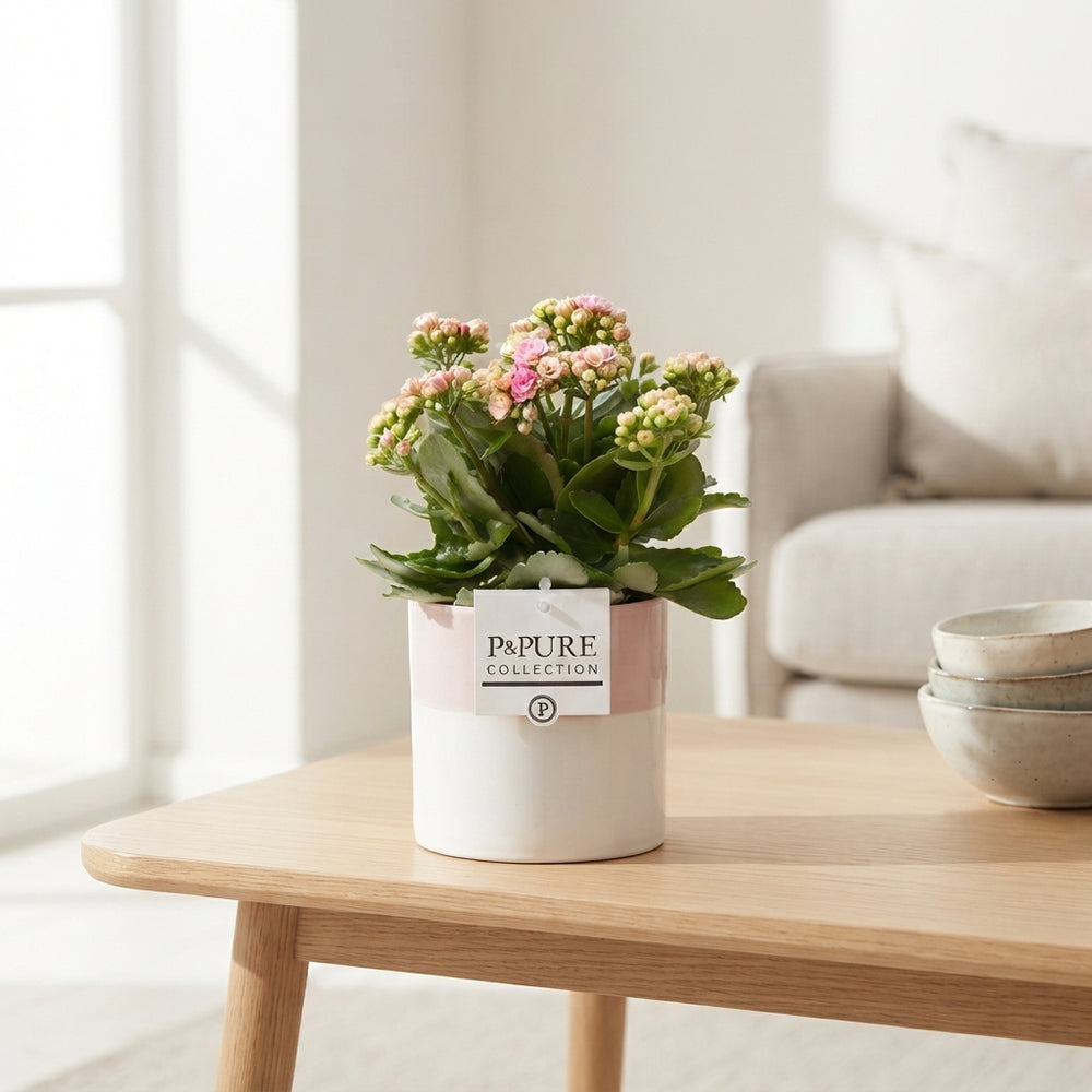 Mixed Kalanchoe Double Flowering Plant – 12cm Ceramic Pot