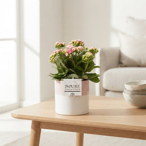 Mixed Kalanchoe Double Flowering Plant – 12cm Ceramic Pot