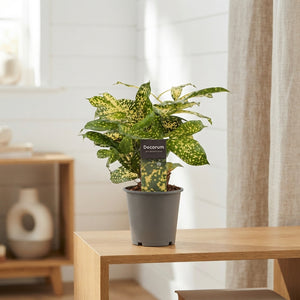 Dracaena Green Houseplant – 12cm Pot, 35cm High