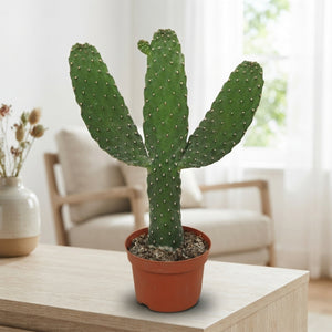 Prickly Pear Cactus (Opuntia) – 13cm Pot, 35cm High
