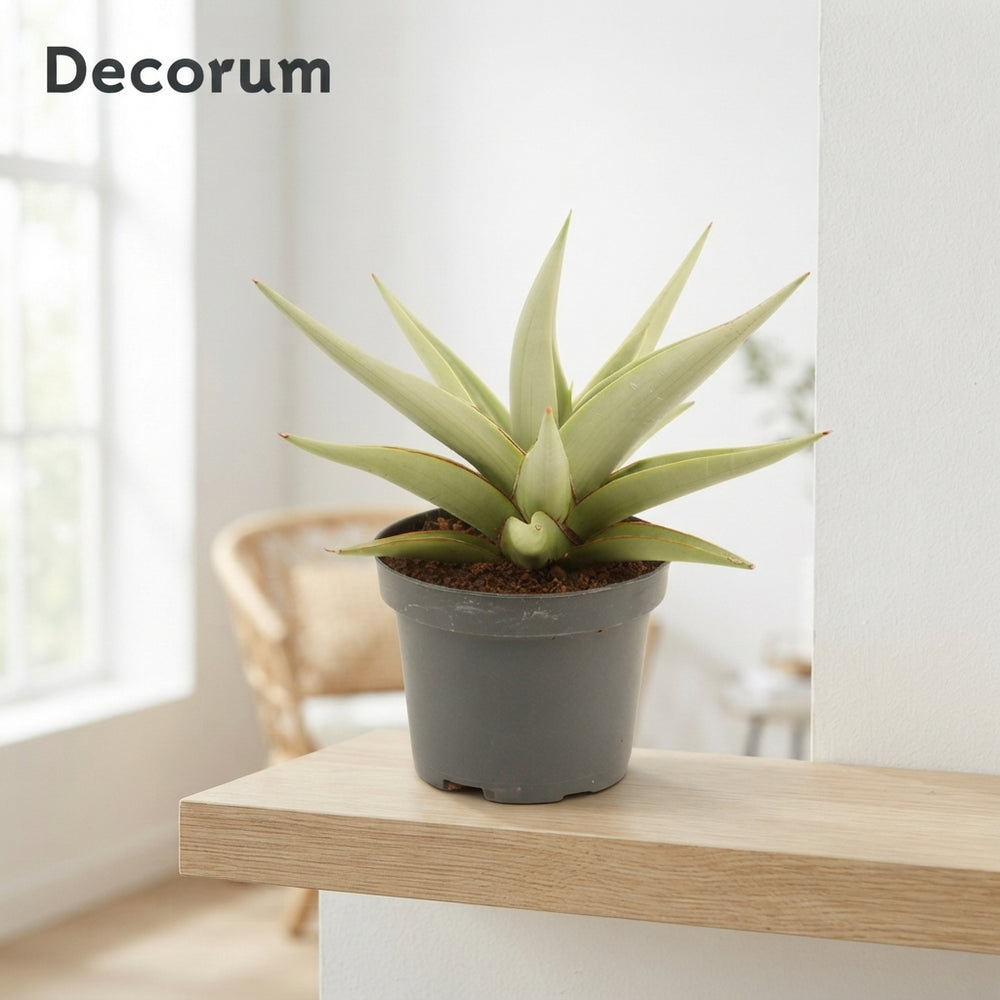 Sansevieria ‘Crown’ Houseplant – 9cm Pot