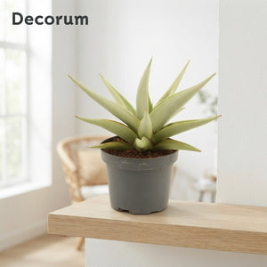 Sansevieria ‘Crown’ Houseplant – 9cm Pot