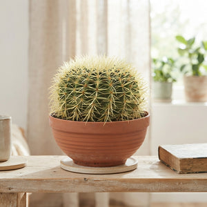 Mixed Canary Islands Cactus Collection – 23cm Pot