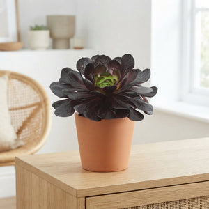 Semponium 'Destiny' – 17cm Pot
