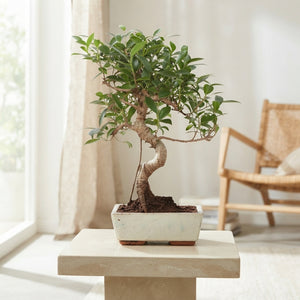 Mixed Outdoor Bonsai Tree – 20cm Ceramic Pot