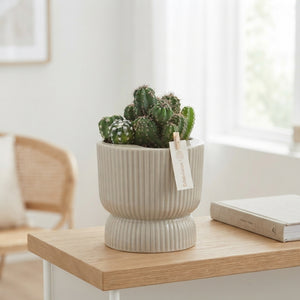 Mixed Cactus Collection in Ceramic Pot – 13cm