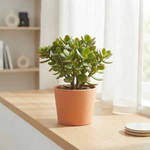 Mixed Crassula Succulent – 12cm Pot, 30cm High