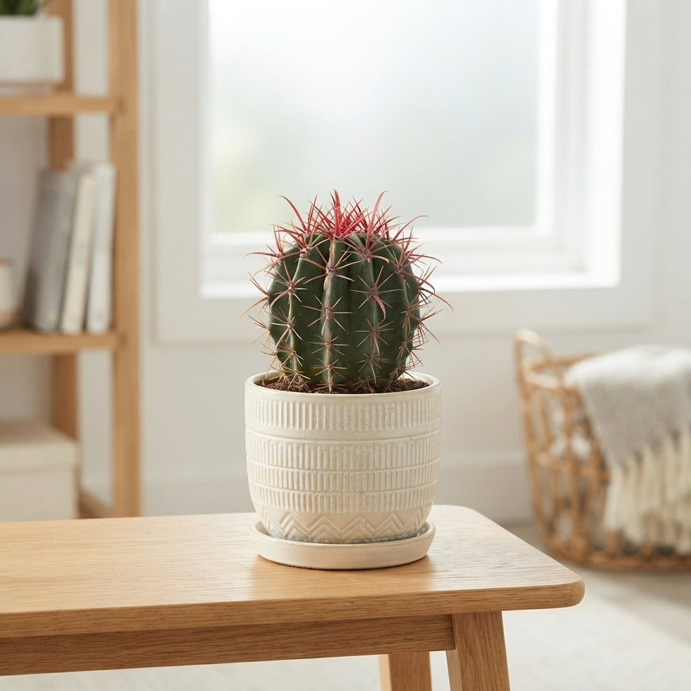 Mixed Cactus Collection – 15cm Pot