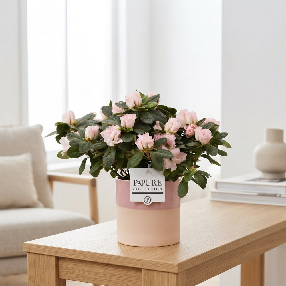 Azalea Rhododendron simsii – 12cm Pot