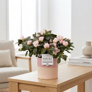 Azalea Rhododendron simsii – 12cm Pot