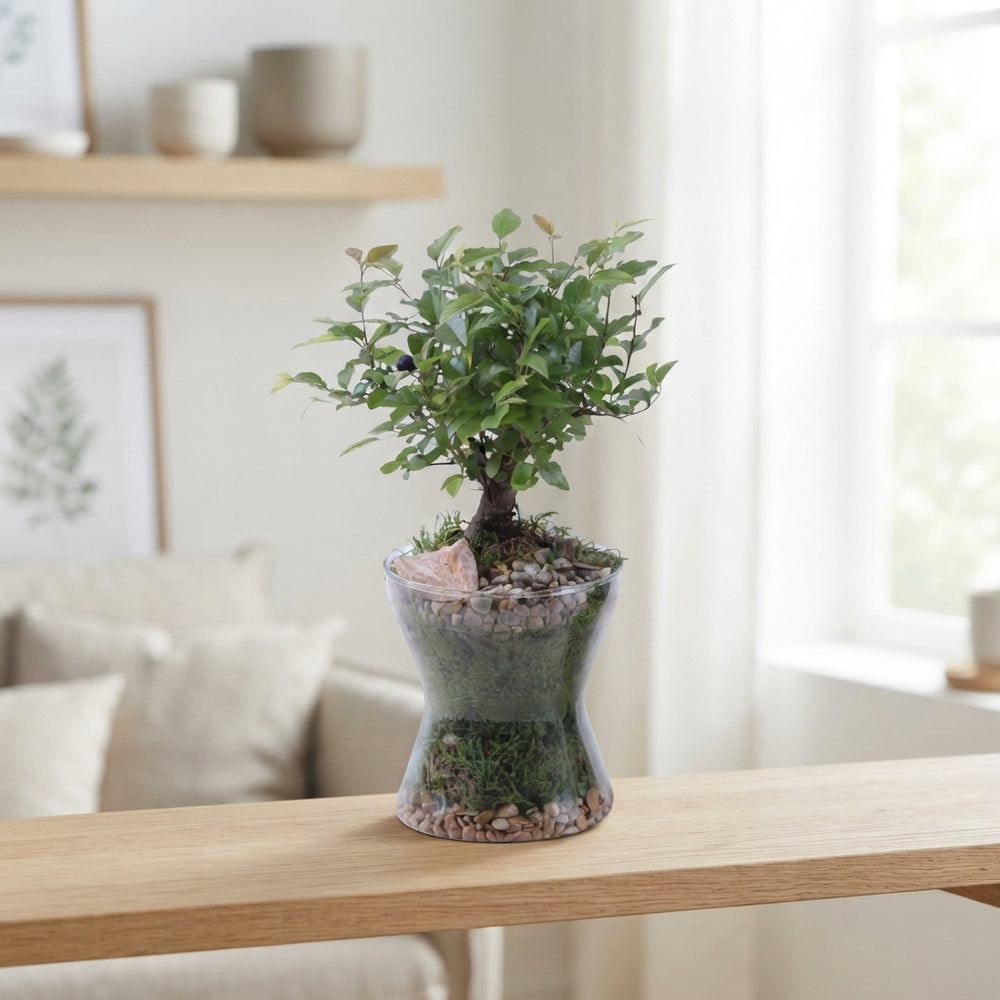 Mixed Indoor Bonsai Tree – 13cm Pot