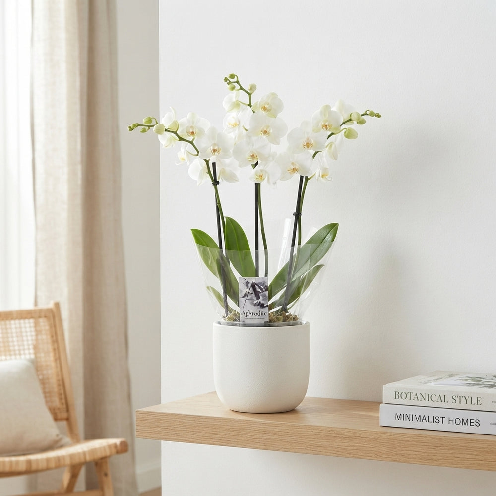 White Phalaenopsis Orchid – 3 Stem, 12cm Pot