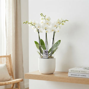 White Phalaenopsis Orchid – 3 Stem, 12cm Pot