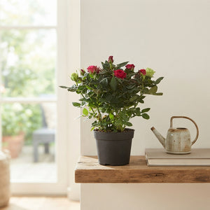 Mixed Patio Rose (Rosa) – 13cm Pot