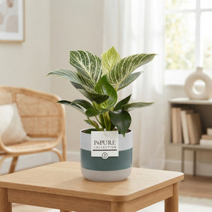 Philodendron Green Wave – 13cm Ceramic Pot