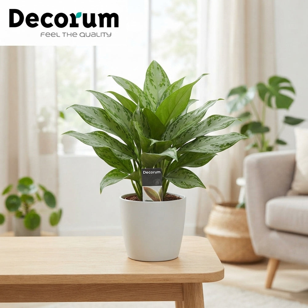 Aglaonema Mixed Varieties – 12cm Pot, Approx. 35cm High