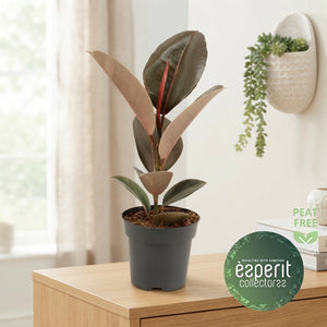 Ficus Elastica ‘Pink Camouflage’ – 14cm Pot