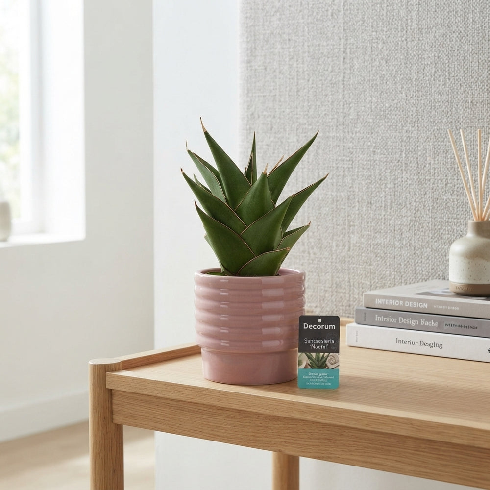 Sansevieria ‘Crown Gem’ – 9cm Ceramic Pot