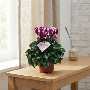 Two-Tone Small-Flowered Cyclamen (Cyclamen persicum) – 10.5cm Pot