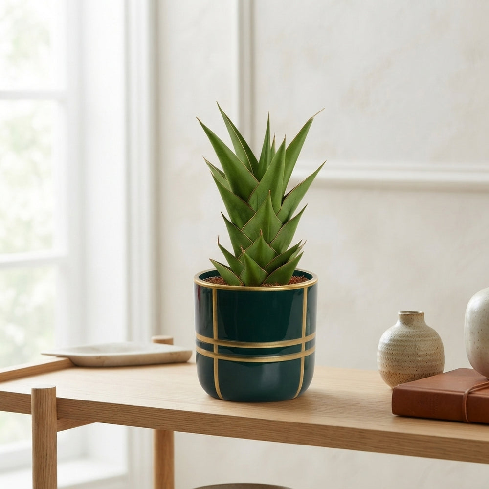 Sansevieria ‘Crown Gem’ – 12cm Ceramic Pot