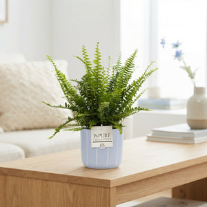 Mixed Ferns in Ceramic Pot – 12cm Pot