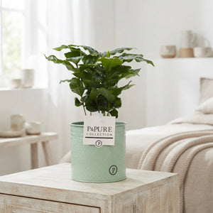 Arabica Coffee Plant (Coffea arabica) – 12cm Pot