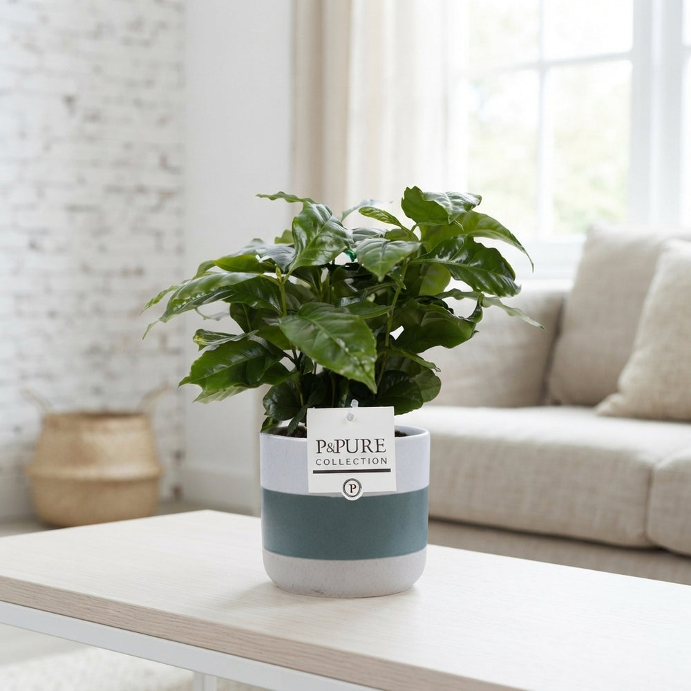 Arabica Coffee Plant (Coffea arabica) – 12cm Pot