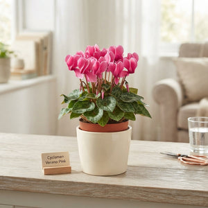 Pink Small-Flowered Cyclamen (Cyclamen persicum) – 9cm Pot